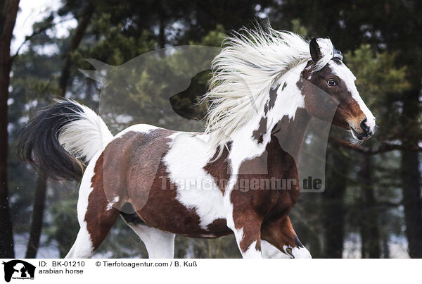 arabian horse / BK-01210