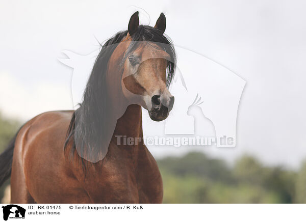arabian horse / BK-01475