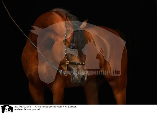 arabian horse portrait / HL-02543