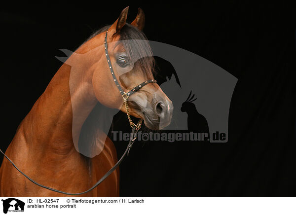 arabian horse portrait / HL-02547