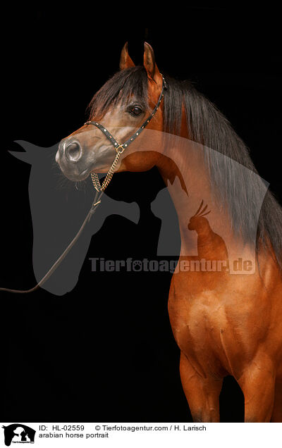 arabian horse portrait / HL-02559