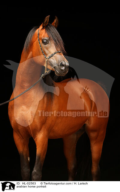 arabian horse portrait / HL-02563