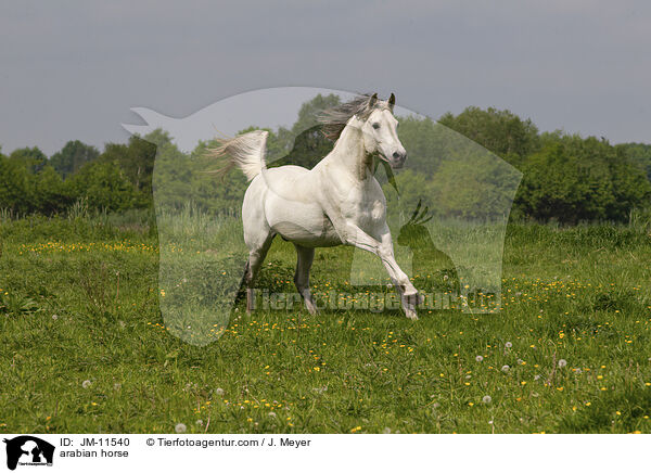arabian horse / JM-11540