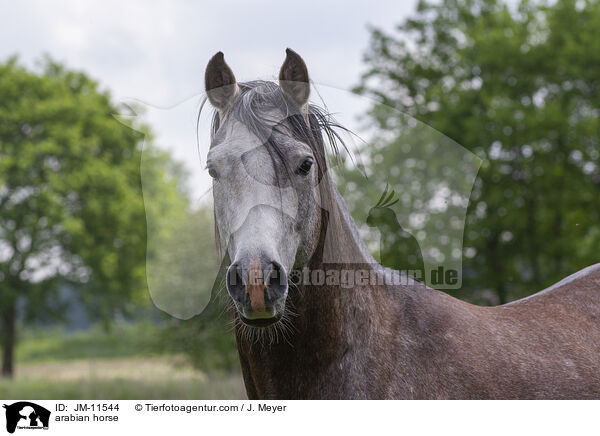 arabian horse / JM-11544