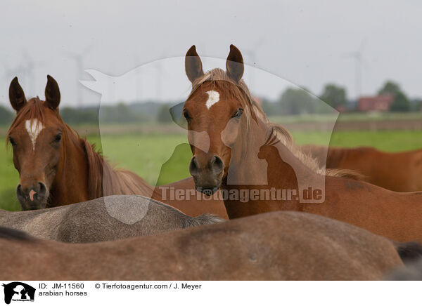 arabian horses / JM-11560