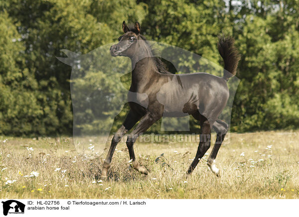 arabian horse foal / HL-02756