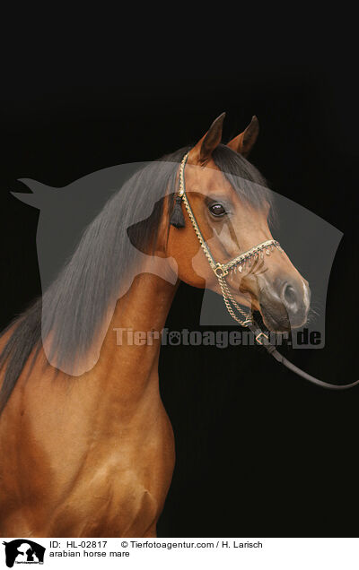 arabian horse mare / HL-02817