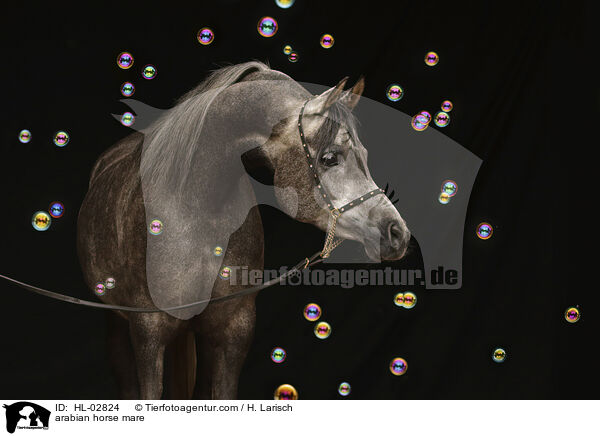 arabian horse mare / HL-02824