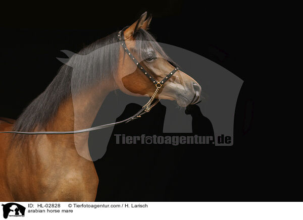 arabian horse mare / HL-02828