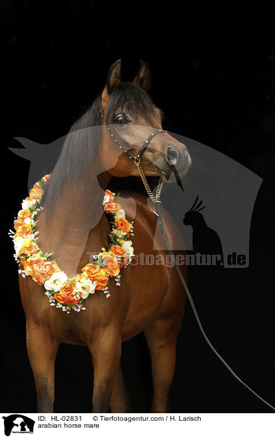 arabian horse mare / HL-02831