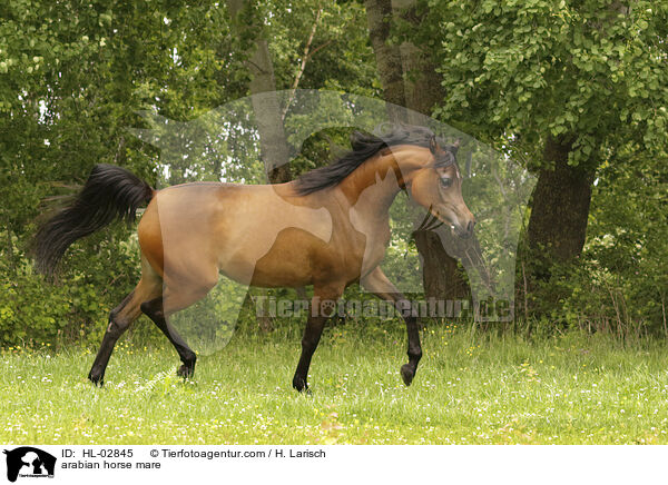 arabian horse mare / HL-02845