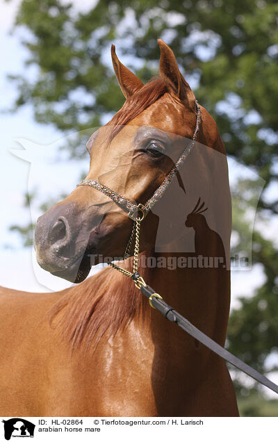 arabian horse mare / HL-02864