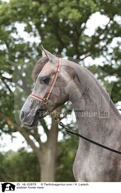 arabian horse mare / HL-02876