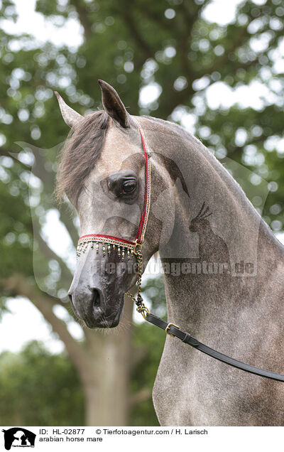 arabian horse mare / HL-02877