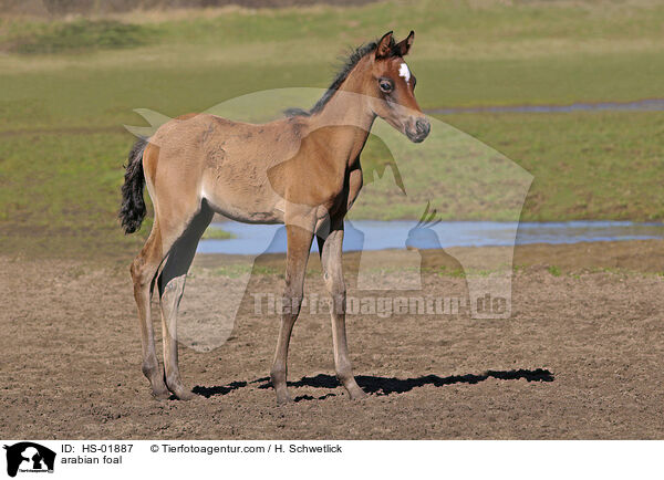 arabian foal / HS-01887