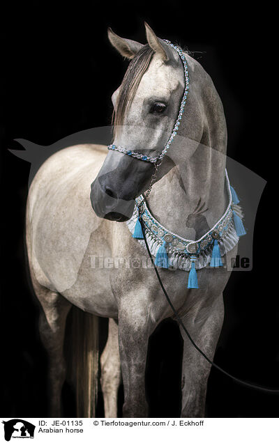 Arabian horse / JE-01135