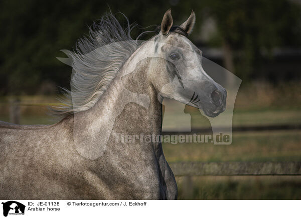 Arabian horse / JE-01138