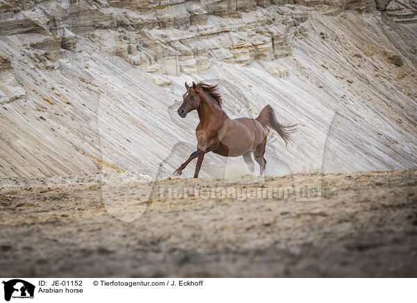 Arabian horse / JE-01152