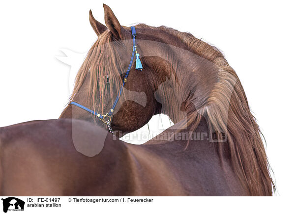 Araber Hengst / arabian stallion / IFE-01497