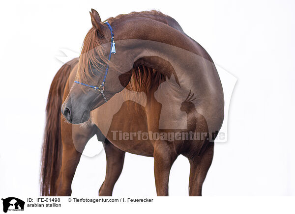 Araber Hengst / arabian stallion / IFE-01498