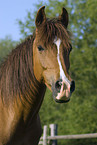 Arabian Horse Portrait