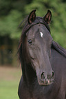 arabian horse portrait