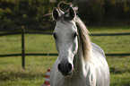 arabian horse portrait