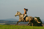 woman rides arabian horse