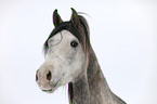 Arabian Horse Portrait