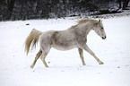 running arabian horse