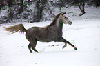 running arabian horse