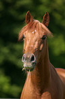 arabian horse potrait