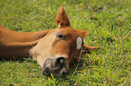 arabian horse foal