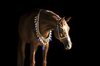 Arabian Horse