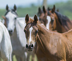 arabian horse