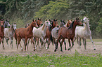 trotting arabian horses