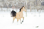 arabian horses in the snow