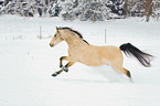 arabian horses in the snow