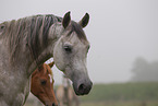 arabian horses