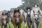 herd of horses