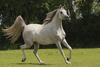 arabian horse mare