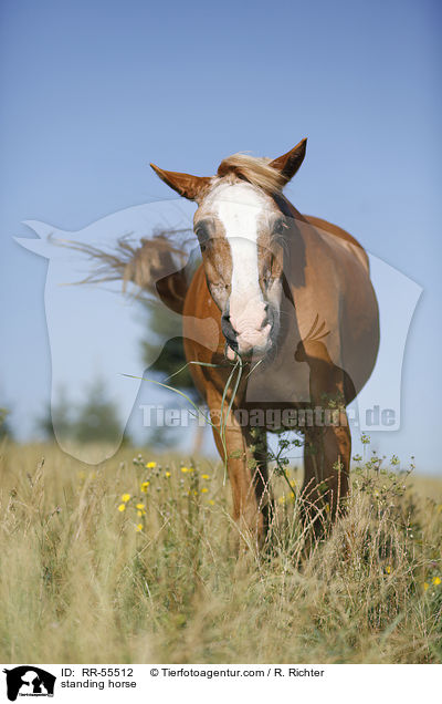 stehender Arabohaflinger / standing horse / RR-55512