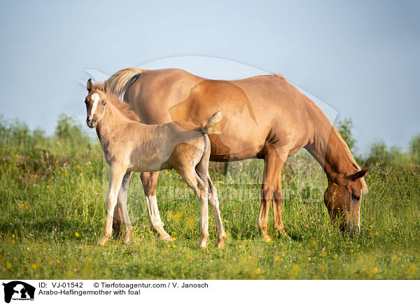 Arabo-Haflinger Mutter mit Fohlen / Arabo-Haflingermother with foal / VJ-01542