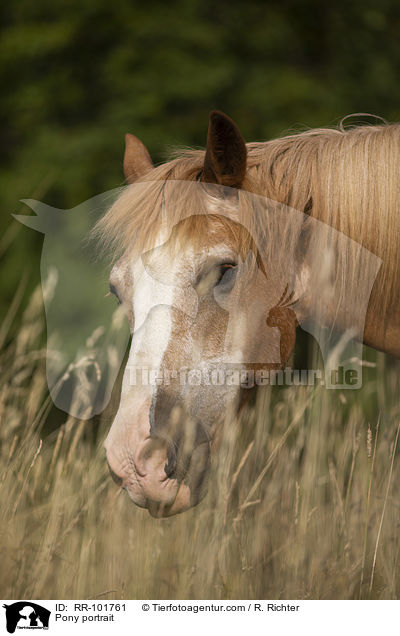 Pony Portrait / Pony portrait / RR-101761