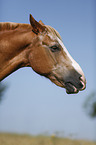 horse portrait