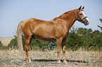 standing horse