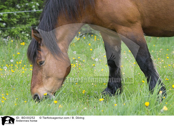 Ardenner / Ardennes horse / BD-00252