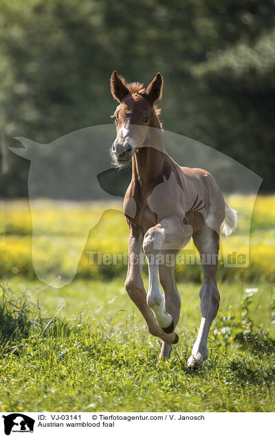 Austrian warmblood foal / VJ-03141