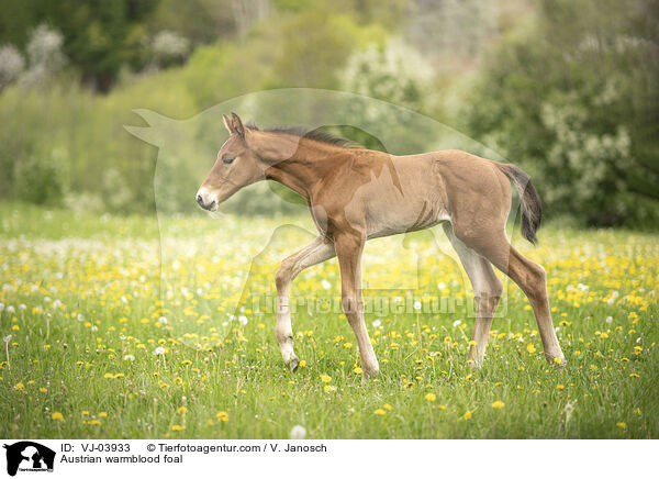 sterreichisches Warmblut Fohlen / Austrian warmblood foal / VJ-03933