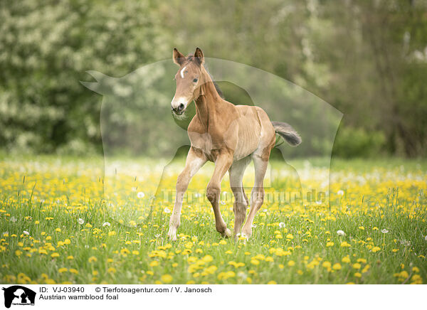sterreichisches Warmblut Fohlen / Austrian warmblood foal / VJ-03940